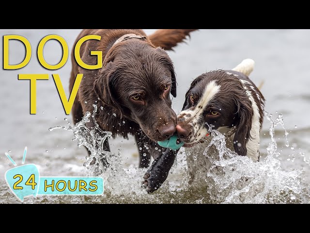 DOG TV: Video Entertain for Dogs to Watch Help Relax & Anti-Anxiety - Best Collection Music for Dogs