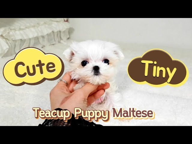 Micro teacup maltese Cute and Small - Teacup puppies KimsKennelUS