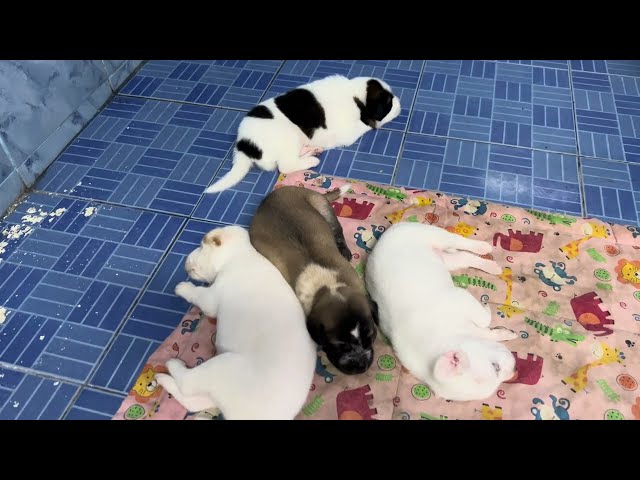 Puppies crying   Puppies playing