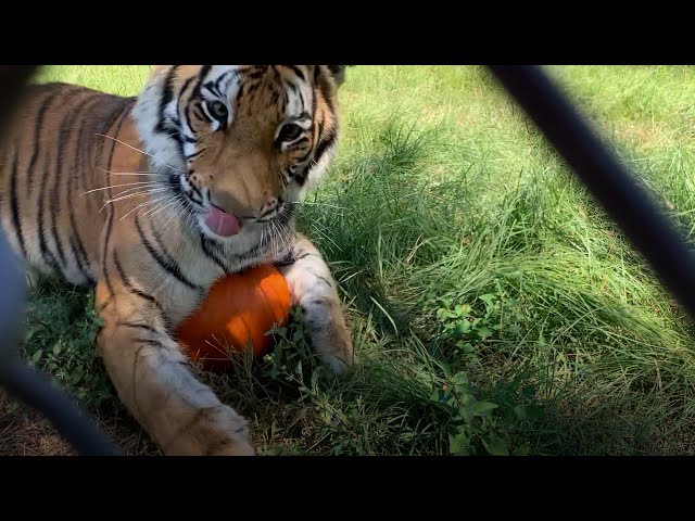 Halloween fun at Black Beauty Ranch!