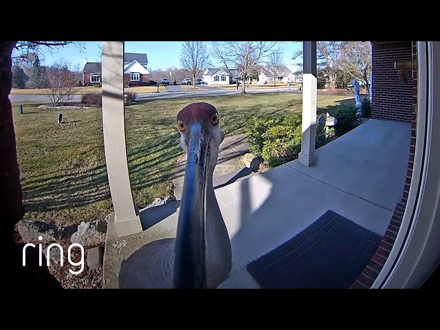 Sandhill Crane Approached The Ring Video Doorbell For a Photo Op | RingTV