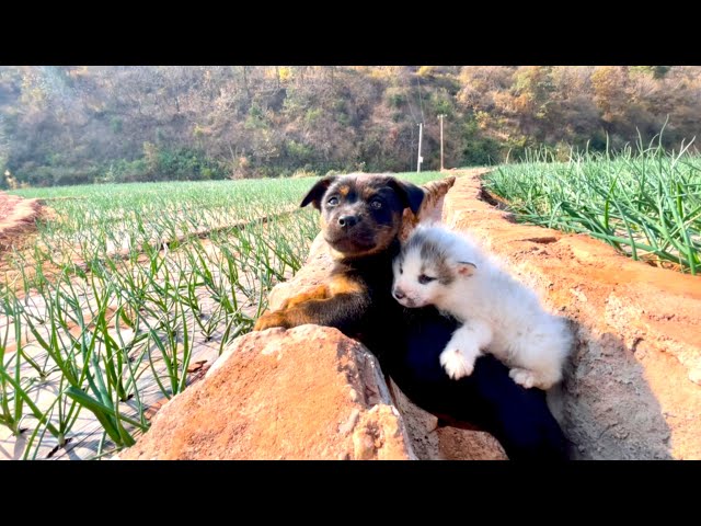 Shocking! 🐶 Dog Bravely Risks Its Life to Save the Day—Unexpectedly Rescues a Newborn Fox! 🦊❤️👍