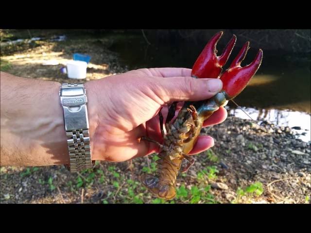 How To Trap/Catch Crayfish. #SRP