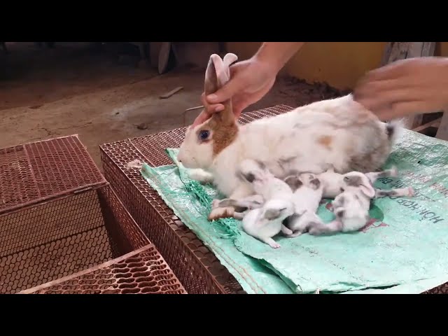 Baby Rabbit Playing || rabbit playing  || rabbit  birth video