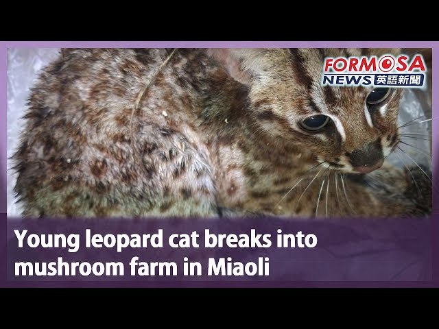 Young leopard cat breaks into mushroom farm in Miaoli｜Taiwan News