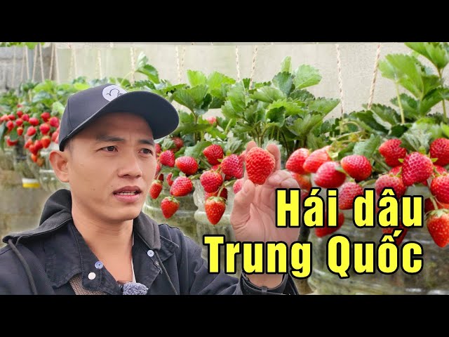 Tour hái dâu tây xuyên biên giới ở Đông Hưng Trung Quốc giá thành ra sao