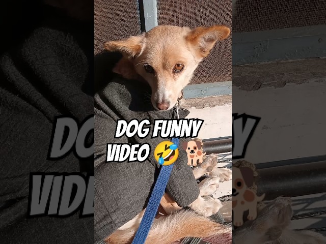 Dog funny video 😂🐕 #short #shortvideo #dog #dogfunnyvideo #youtubeshorts #pets #love