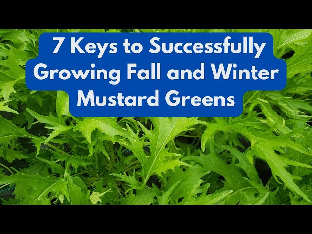 7 Keys to  Successfully Growing  Fall and Winter Mustard Greens