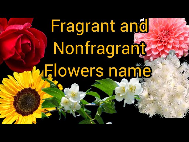 fragrant  and nonfragrant flowers name | fragrant and nonfragrant flowers | fragrant nonfragrant