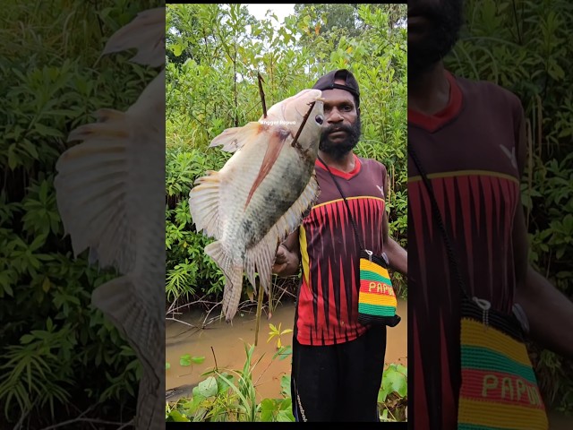 Panah ikan nila di parit