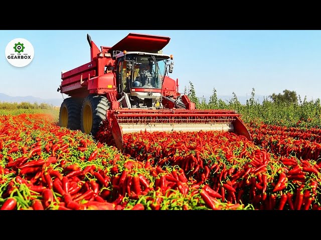 Harvested & Processed 5,5 Pounds Red Chili Peppers This Way -Chili Transport |Agriculture Technology