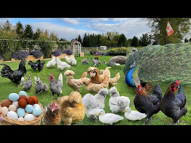 Organic Poultry Farming Success Strategies: Rare & Heritage Chicken Breeding with Compassionate Care