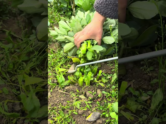 Cutting vegetables in the small garden #satisfying #farming