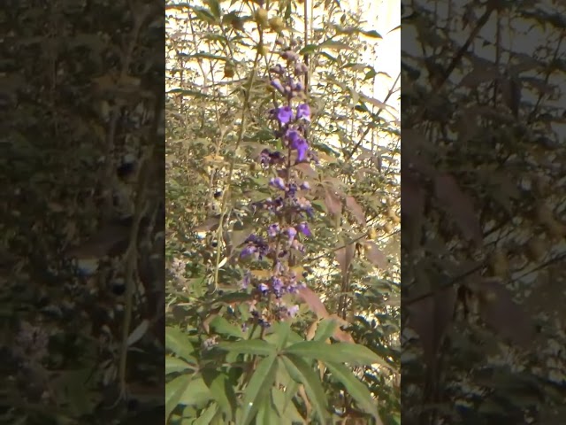 Ornamental plant Vitex acunae