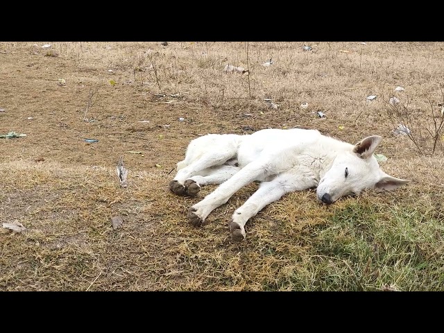 A Beautiful Sleepy Dog #dog #sleepy #doggo #animallover #cute #whitedog