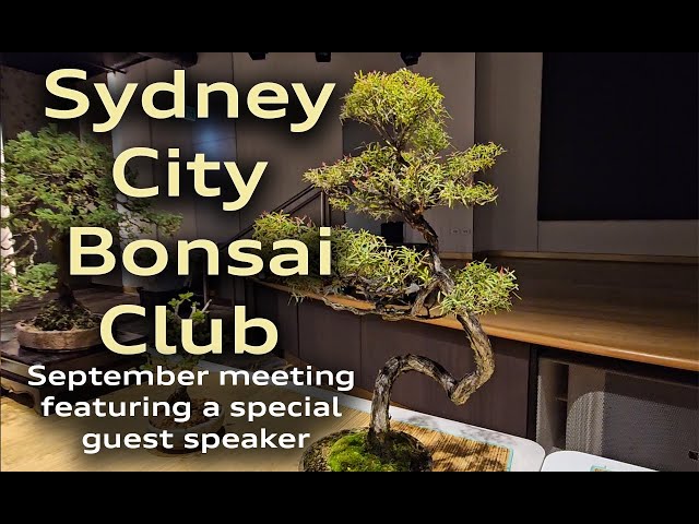 Sydney City Bonsai Club Meeting September #EP 5