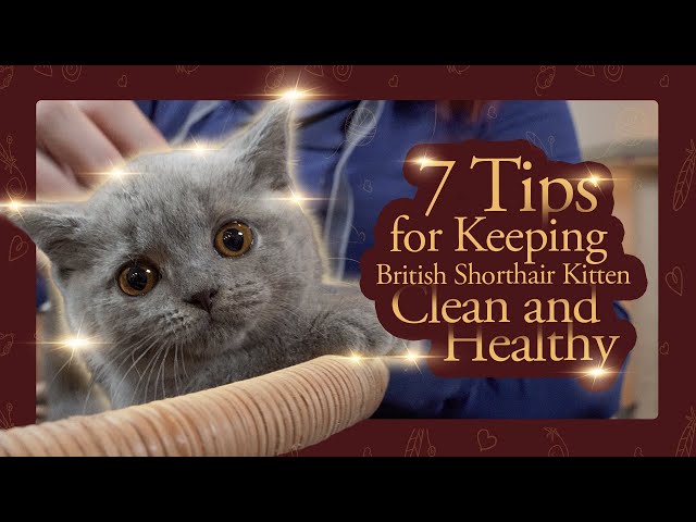 7 Essential Tips for Keeping Your British Shorthair Kitten Clean and Healthy