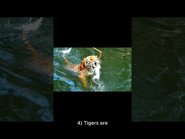 #tiger  next facts for you #facts #animalfacts #nature #wildlife