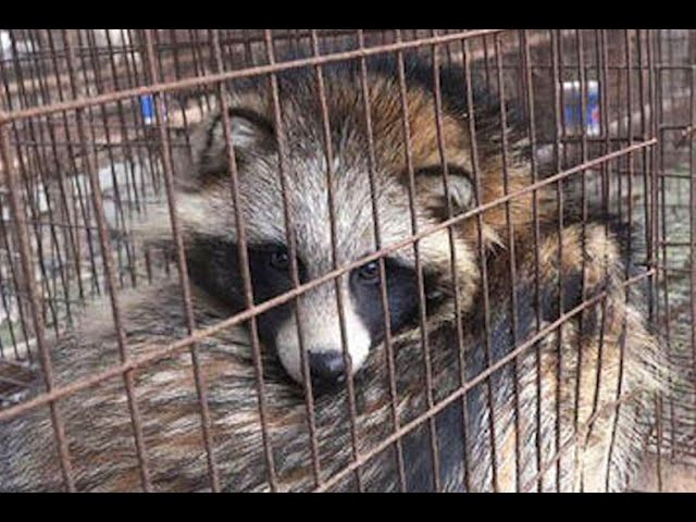 Podcast: Dozens of troubling viruses found on fur farms