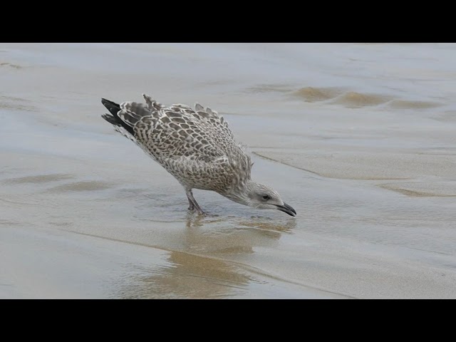 Amazing Nature Videos of the World in 4k | beautiful Seagull video | No Copyright Nature videos