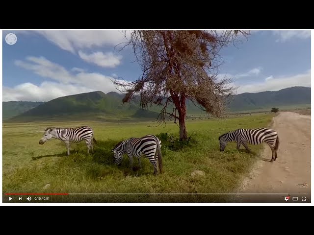 360 Live Cam - Wildlife Photo Safaris  #VR  #Wildlife  #Live