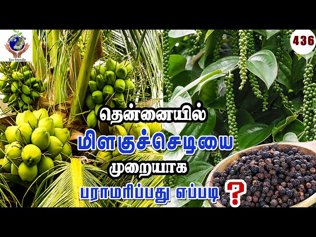 தென்னையில் மிளகுச்செடியை முறையாக பராமரிப்பது எப்படிHow to properly care for pepper plants in coconut