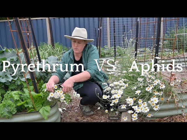 Trying something new and homegrown to manage aphids - Pyrethrum Daisies (& a tomato harvest)