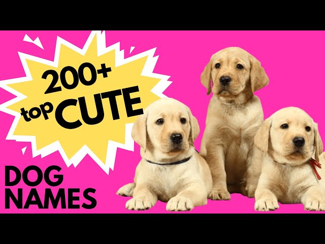 Top 200+ CUTE Dog Names | New Puppy Names | Super Cute