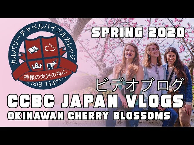 OKINAWA SPRING SAKURA CHERRY BLOSSOMS - CCBC Japan VLOGS: ビデオブログ / /沖縄桜