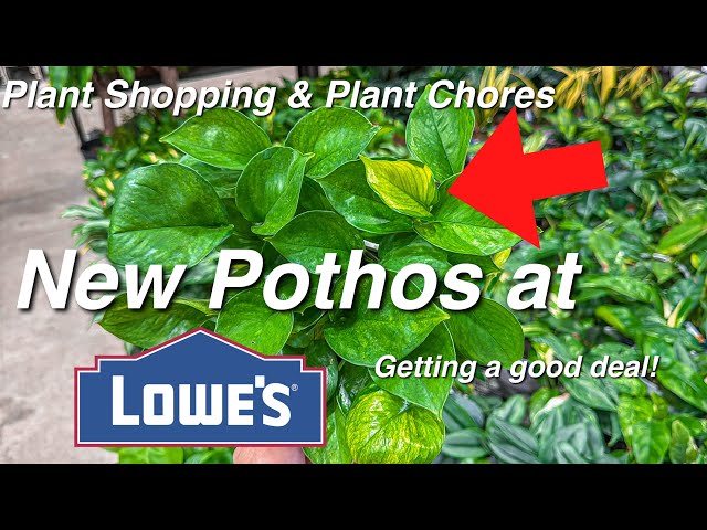 New Lemon Top Pothos! Indoor Plants on Clearance! Plant Shopping & Rearranging the Plant Room!