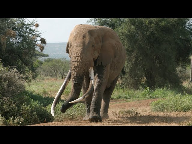 Tuskers. Saving the Last Gentle Giants.