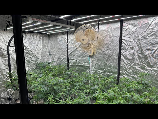 Spider farmer SE 7000 & SE 5000 indoor grow