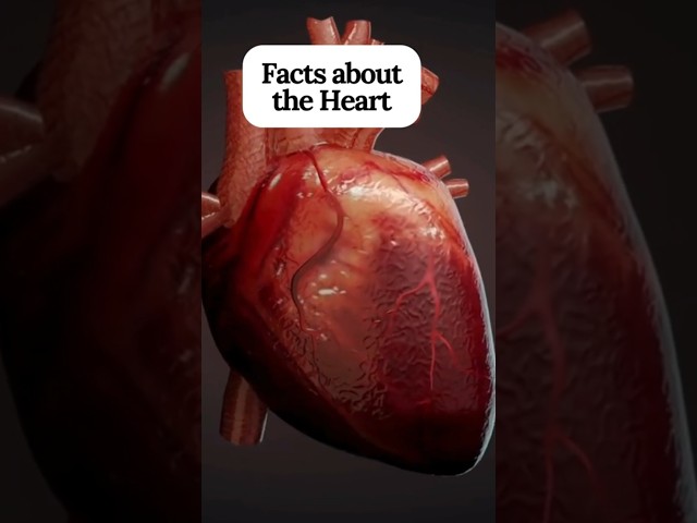 আপনার হৃদয় কিভাবে কাজ করে! Exellent Facts About The Human Heart 💓| How Your Heart Works!" #shorts