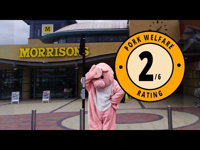 Pigs in Chains: Ep4 - Morrisons, Factory Farming is NOT 'The Best'!