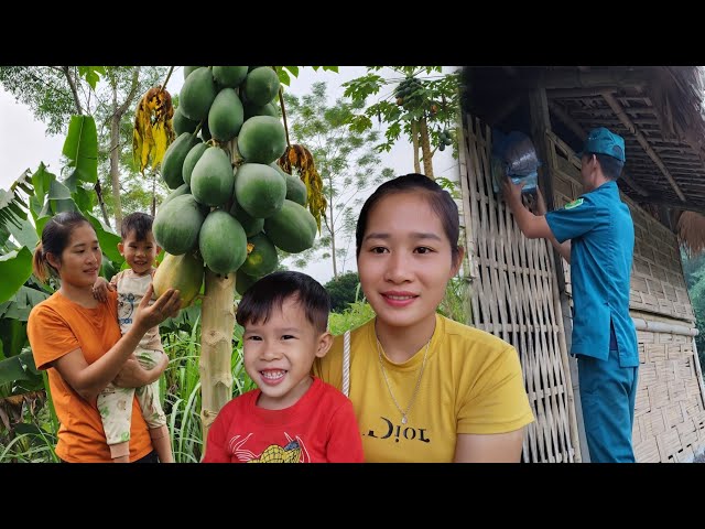 Single mother went to harvest cucumbers and papayas to sell at the market.