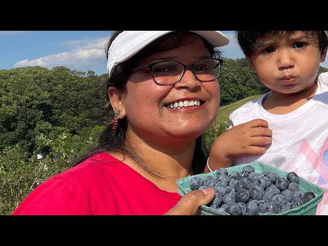 চলুন Blueberry তুলে আনি।