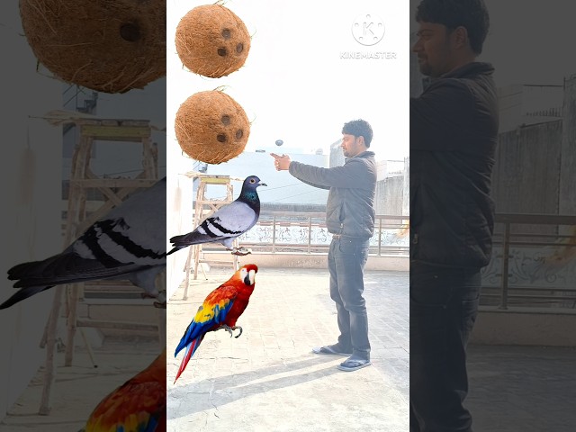 Rounding coconut to Duck, Peacock, Pigeon& Parrot - Birds names magic video