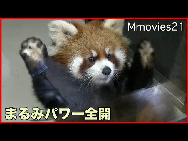 Red Panda Cub "Marumi"怒られてもめげないレッサーパンダ 円実