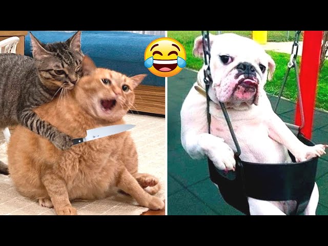 Funny Dogs And Cats Videos 2023🤣😹 Funny Animals😉 Wholesome Moments #10