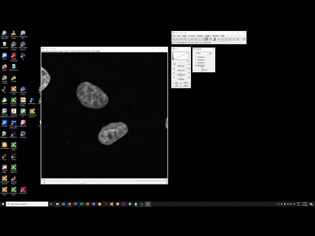 Basic adjustments of fluorescent images with FIJI