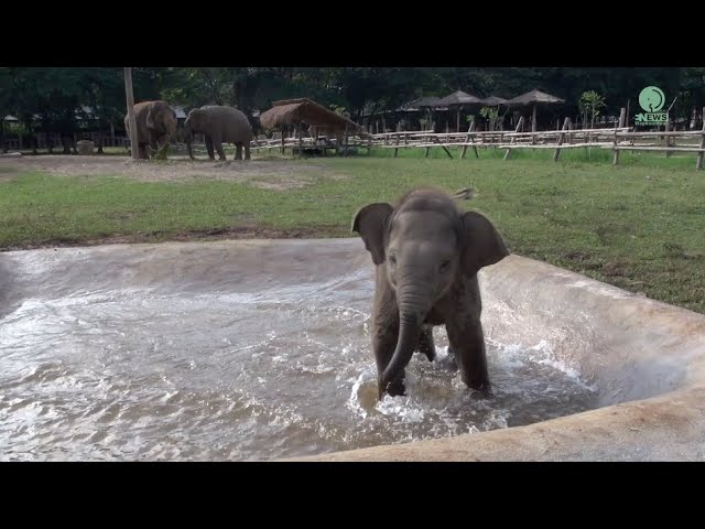 Baby Elephant Wan Mai Outing - ElephantNews