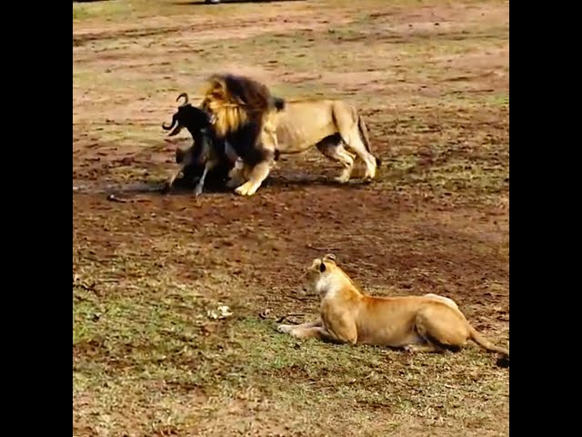 Male Lion Shows Lioness How to Hunt Wildebeest