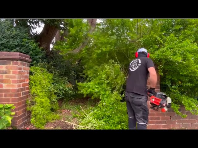 25 years since this garden was cleaned. What can I do in 6 hours. #gardening #lawncare #asmr