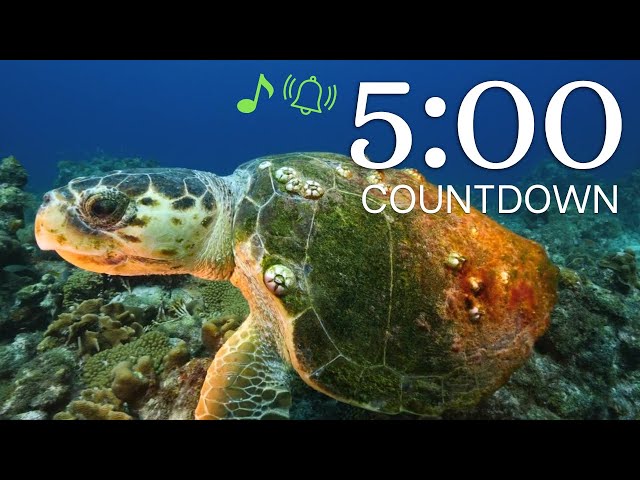 5 Minute Timer - 4k Underwater Sea Life Timer