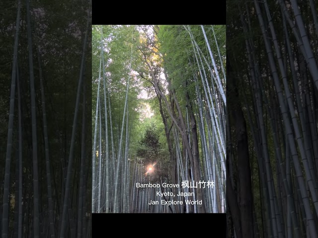 Arashiyama‘s Bamboo Grove, Kyoto, Japan 枫山竹林 京都