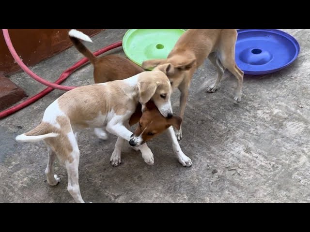 Compilation of Dogs Playing Funny Video 🤣 Episode 10!