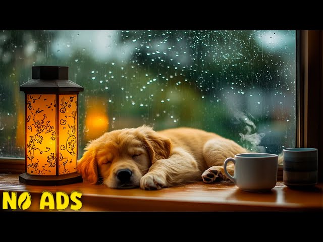 Dog Relaxation Music 🎼 12 Hours of Stress-Relief Sounds with Rain for Anxious, Scared & Hyperactive