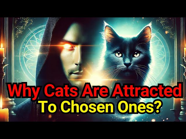 Why Cats Are Attracted to God's Chosen Ones