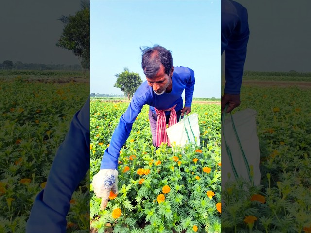 Golden Glow: Early Morning Marigold or গাঁদা ফুল Picking for Market Sales 🌼🧺 #shorts