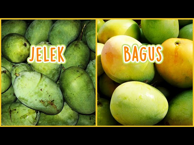 Warna Kuning Mangga Belum Tentu Matang?? Begini Cara Memilih Mangga Yang Manis Dan Matang